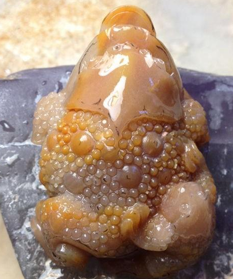 铁龙生和翡翠的鉴定《母子金蟾》告诉你顽石雕与不雕有什么区别   第4张