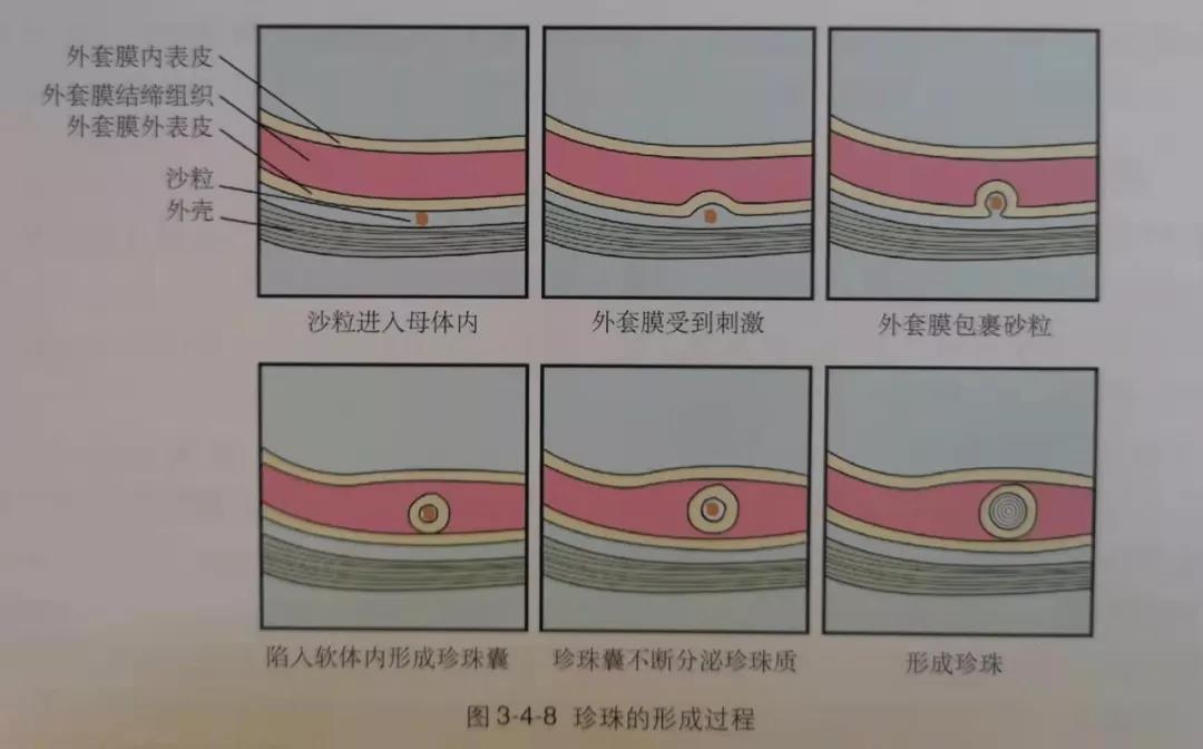 “我不怕黑，我怕不出彩”——黑珍珠  第11张