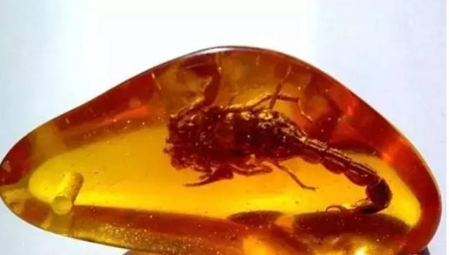 假蜜蜡图鉴，见着远离！  第18张