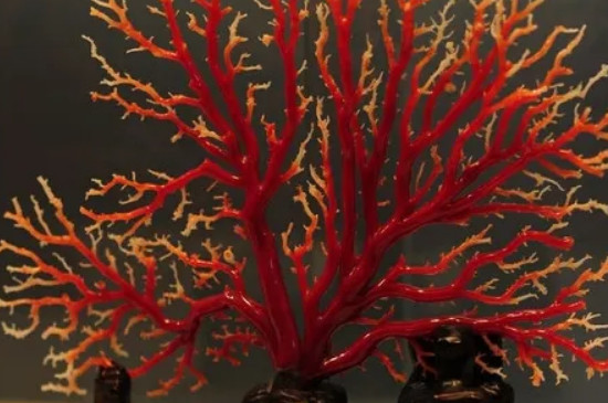 保养红珊瑚的清油是什么油  第2张