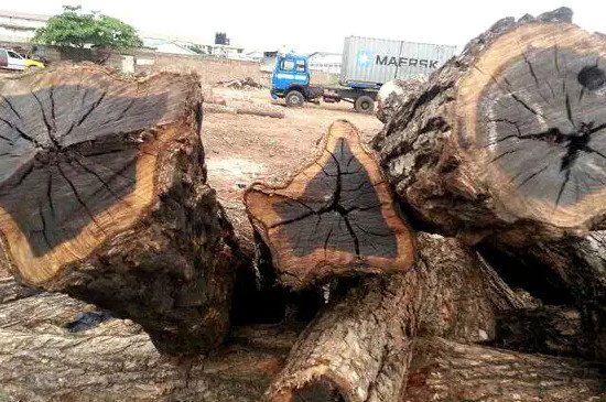 黑檀木寓意  第3张